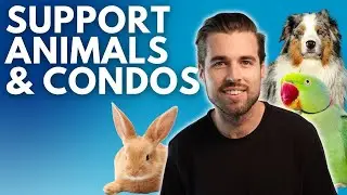 Are Emotional Support Animals (ESA) Allowed in Condos? | Living in Miami