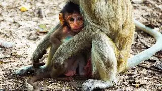 Mother Monkey Magic: The Evolution of Primate Parenting Today