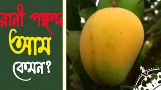 দারুণ সুস্বাদু রানীপছন্দ আম | Rani Posondo Mango variety || new agro