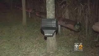 Deer Dilemma On Staten Island