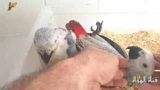ببغاء  الكاسكو
