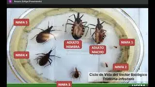 Parasitologia Teoria 2026 - Dra. Rosario - Fase 2 - 