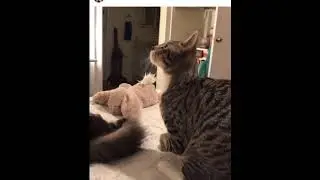 Adorable Cat with Feline Radial Hypoplasia hops like a kangaroo 😻