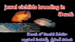 How to care red jewel cichlids 🐠💥👉 / care guide in telugu #cichlids