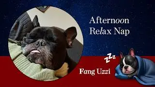 Ad-Free Afternoon Dog Sleeping 🐾 Calm Background for Work & Focus | Fang's Nap