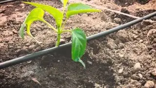 Best watering practices
