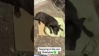#sleepy #dogs #sleepydog #nap #tired #fyp #cutedog #dogvideos #furbaby #relateable #foru #rescuedog