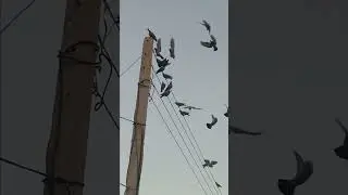 Great pigeons flock #pigeon #peacockvillage #birds #flock