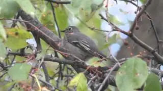 Townsend's Solitaire; Myadestes townsendi