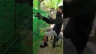 DIY battery cage for layer chiken. #ofwlife #egg #eggfarming #business #backyard #layerchicken  #RTL
