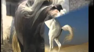 بحر الشعر  حاتم الحريص
