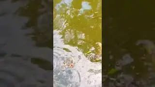 Karpie Koi Poznań Stare Zoo