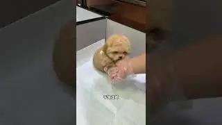 This little rascal can understand commands and is so cute! I wonder which pet it will  #CutePets...