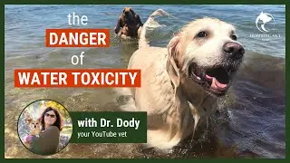 Pet Emergency: Water Toxicity in Dogs