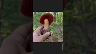 ПАПАН ОШАРАШЕН ! БОРОВИКИ РАСТУТ ПОЛЯНАМИ В ДУБОВОЙ РОЩЕ !