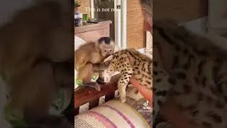 Serval cat meets monkey