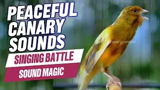 Want Your Canary to Sing All Day? Play THIS Song Now! Mesmerizing Canary Singing | Canary Bird Calls