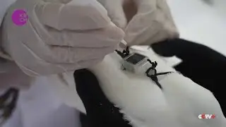 AI and Satellite Technologies Support China's Migratory Bird Protection Efforts