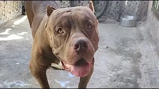 Big Dog 🔥#lekthebestkennel