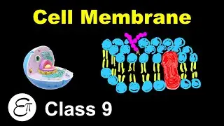 Cell Membrane || The Fundamental Unit of Life - 2 || for Class 9 in Hindi