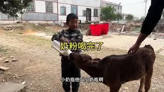 520一袋的奶粉就喝完了，什么时候能断奶呢？养不起了。#农村养殖