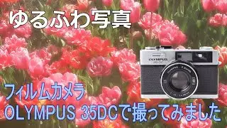 フィルムカメラでゆるふわな写真の撮り方をご紹介します、オリンパス OLYMPUS 35DCにフジカラー100を入れて撮ってみました　　(How to use OLYMPUS 35DC)【作例あり】