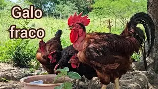 🐔 Muda de Penas: Por Que a Fertilidade Cai Tanto?