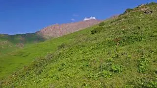 green mountain pasture slope at sunny day in Kyrgyzstan