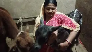 ।। ছোট্ট বাছুরের পরিচর্যা।।