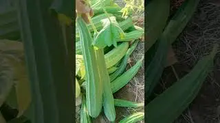 Farm fresh vegetables Enjoy Beautiful nature with rural life #farming #gardening #shorts