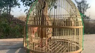 Part 27 | Real Chakor Bird Sound | Chukar Partridge Calling in Mountains