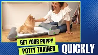How To Potty Train A PUPPY Fast (Amazing Tips from Expert Dog Trainers)