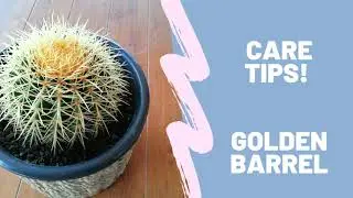 PLANT CARE TIPS: GOLDEN BARREL CACTUS