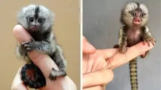 The World's Smallest Monkey Can Fit on Your Finger 🐒