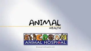 Animal Health (Turnip) - 02/15/24