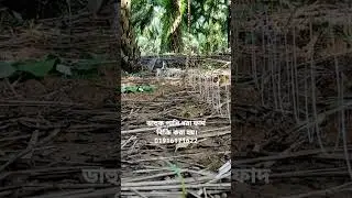 #ডাহুকপাখি #duck #trapping #bird #ruakruak dahuk bird trap hunting