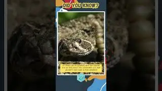 Heat-Sensing Pit Vipers: Masters of Night Hunting #interestingfacts #wildlife #shorts