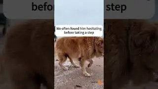 When your senior dog can't walk really well