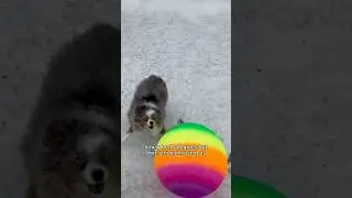 We lasted 5 minutes 😂🥶 #cold #cutedog #ball #playtime #australianshepherd