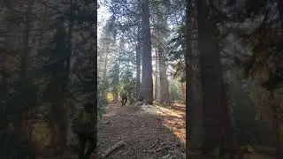 precision falling