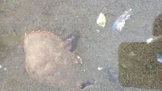 Haminoea vesicula/ white bubble snail/headshield slug (Sitka,Ak.)