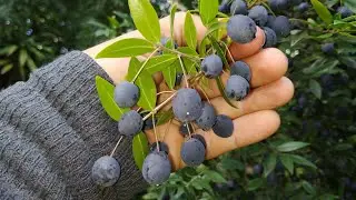 Giant Myrtle Fruits (Myrtus communis) taste amazing