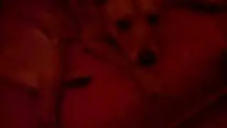 Georgie, the Carolina Dog / American Dingo (??) is in a bad mood