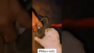 #shortsvideo #milk #puppy #ytstudio #trending #viralvideo