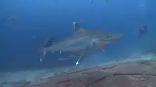 Hand Feeding a Silver Tip Shark in Fiji!