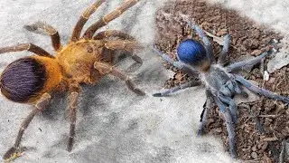 Nowe pająki z Ameryki Południowej 🕷️ u mnie!