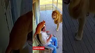 A cat saves a man from a lion. A cool superhero cat?)