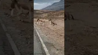 Tibetan wild donkey fight. #wildlife #wildanimal #tibetan
