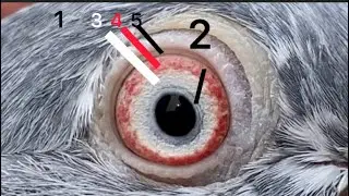 achhi nasal ke Kabutar ki pehchan | Kabutar ke aankh ke 5 rings konse hote hai | informative video