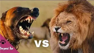 Can a Pit Bull Survive a Lion Attack? The Truth May Shock You